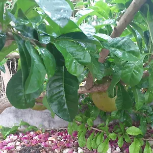  Hébergement de vacances De Corneille, Sweet Mango Guadeloupe